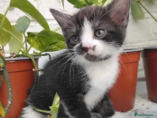 Mixed Breed cats Adorable kittens for sale BHS - Advert 2