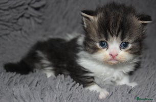 Scottish Fold cats Delightful Babies with delightful markings - Advert 11