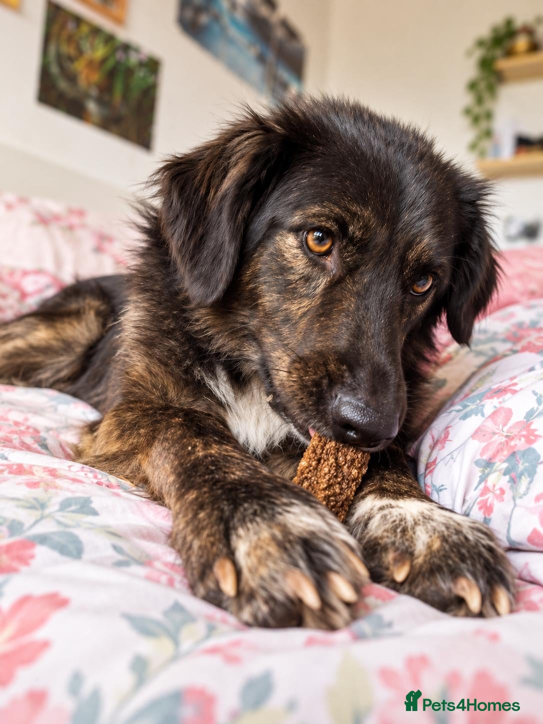 Mixed Breed dogs Meet Grace: beautiful 2yrs old BrindleCrossbreed - Advert 2
