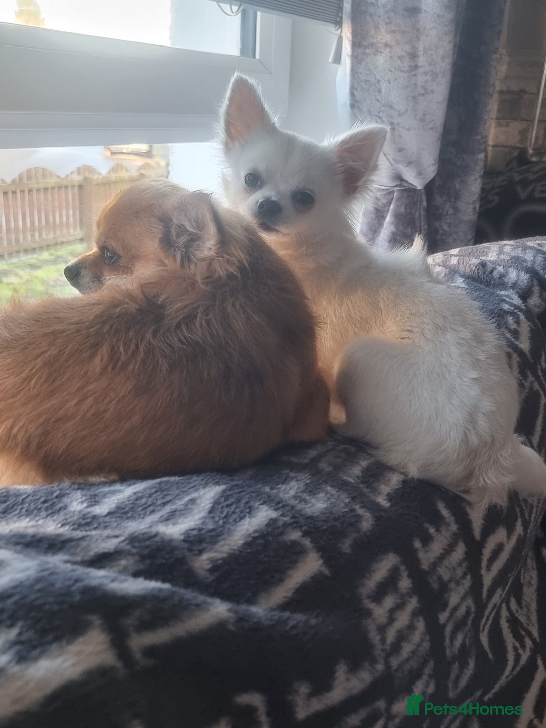 Chihuahua dogs for stud: Stud long haired white Chihuahua  in Coatbridge - Image 3
