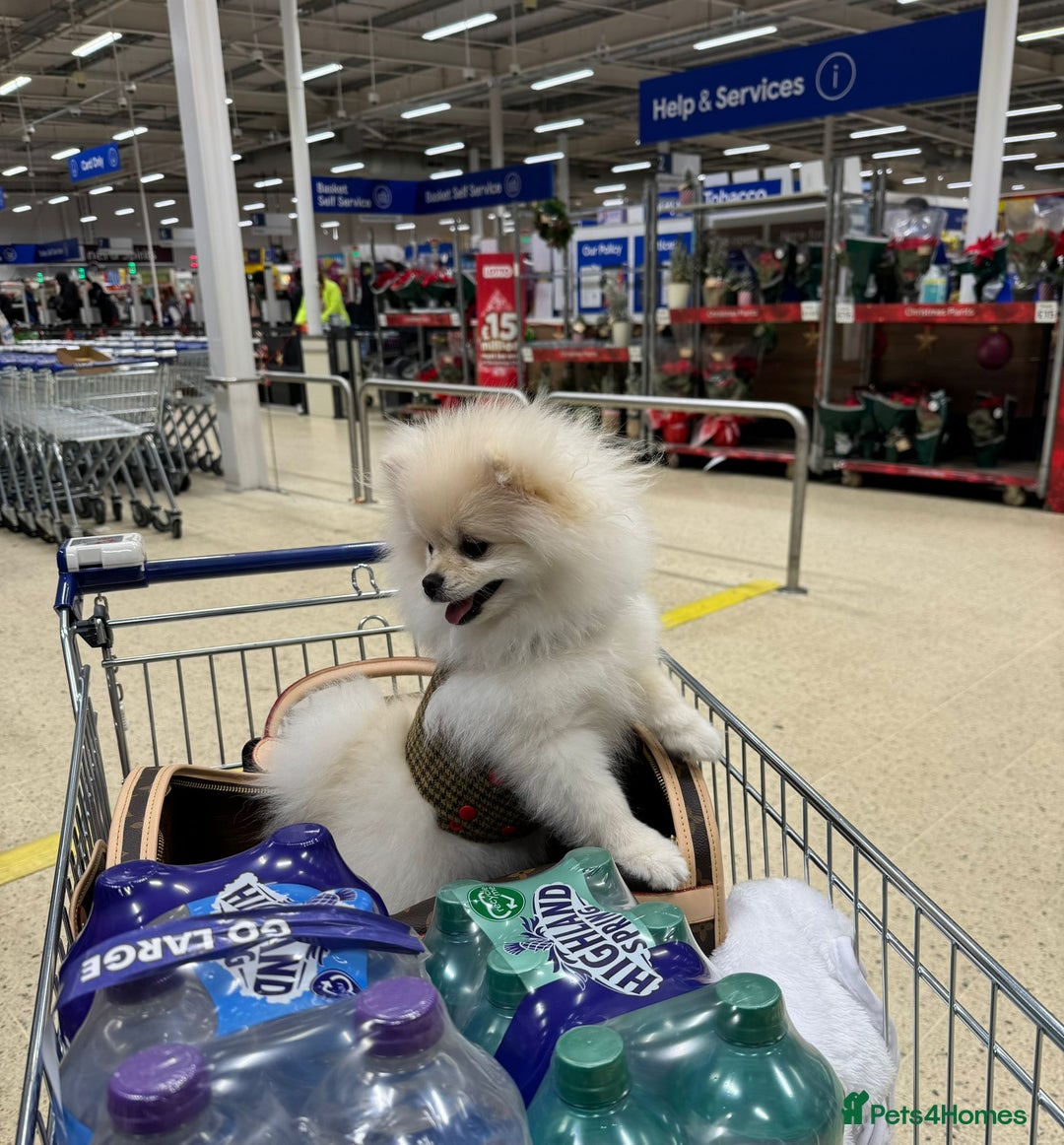 Pomeranian dogs for sale: Lovely Pomeranian Girl  - Image 3