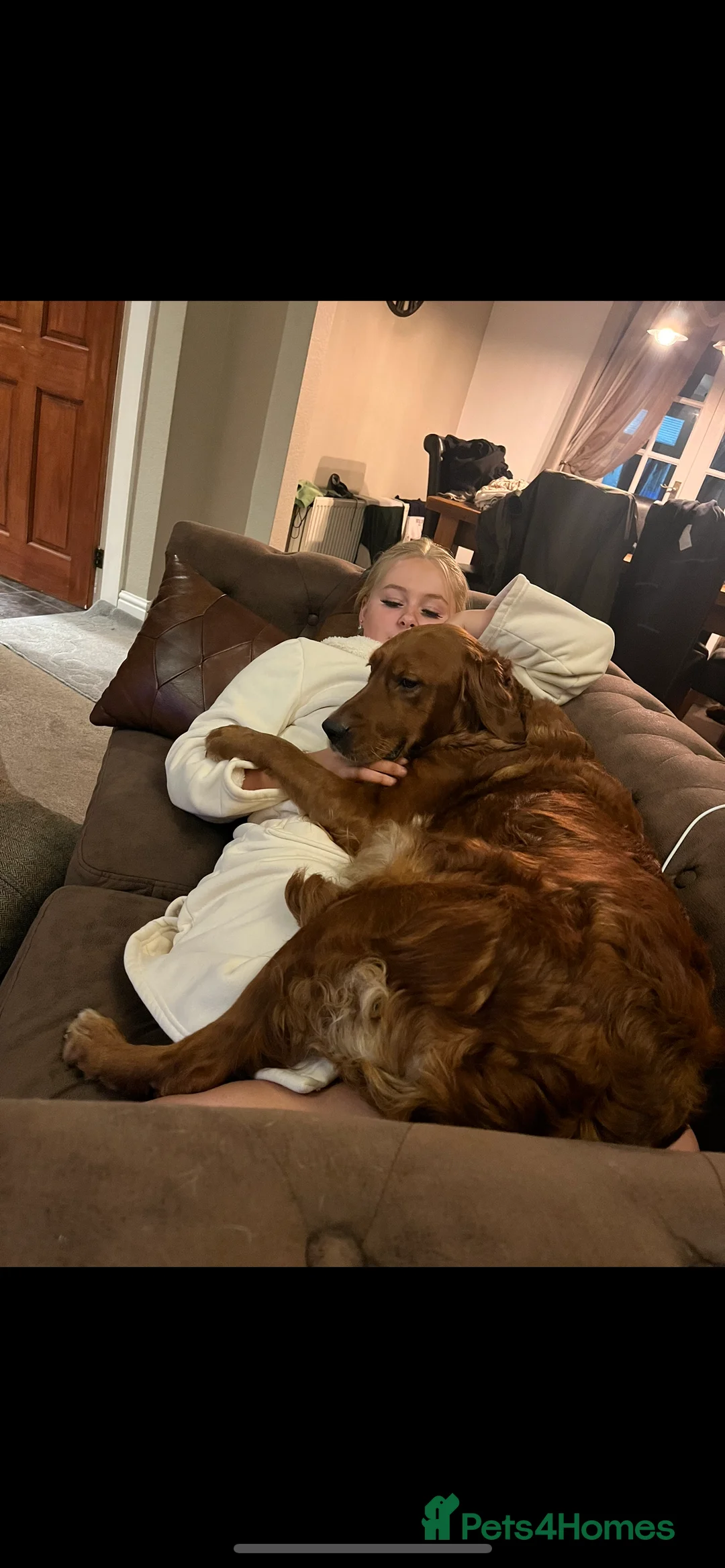 Golden Retriever dogs for sale: Low inbreeding coefficient puppies due soon  - Advert 17