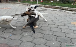 Mixed Breed dogs for adoption: MOCHI – a Superb young Girl for a Loving Home - Advert 35