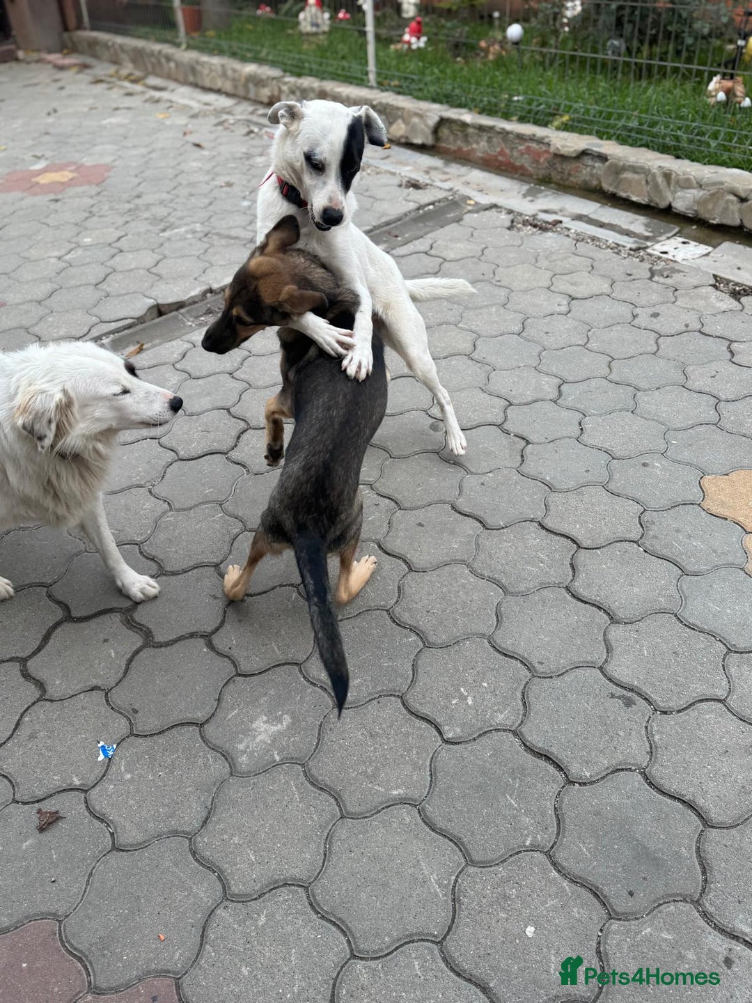 Mixed Breed dogs for adoption: MOCHI – a Superb young Girl for a Loving Home - Advert 35