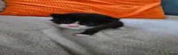 Mixed Breed cats for sale: 3 girl kitties available  in Smethwick - Advert 8