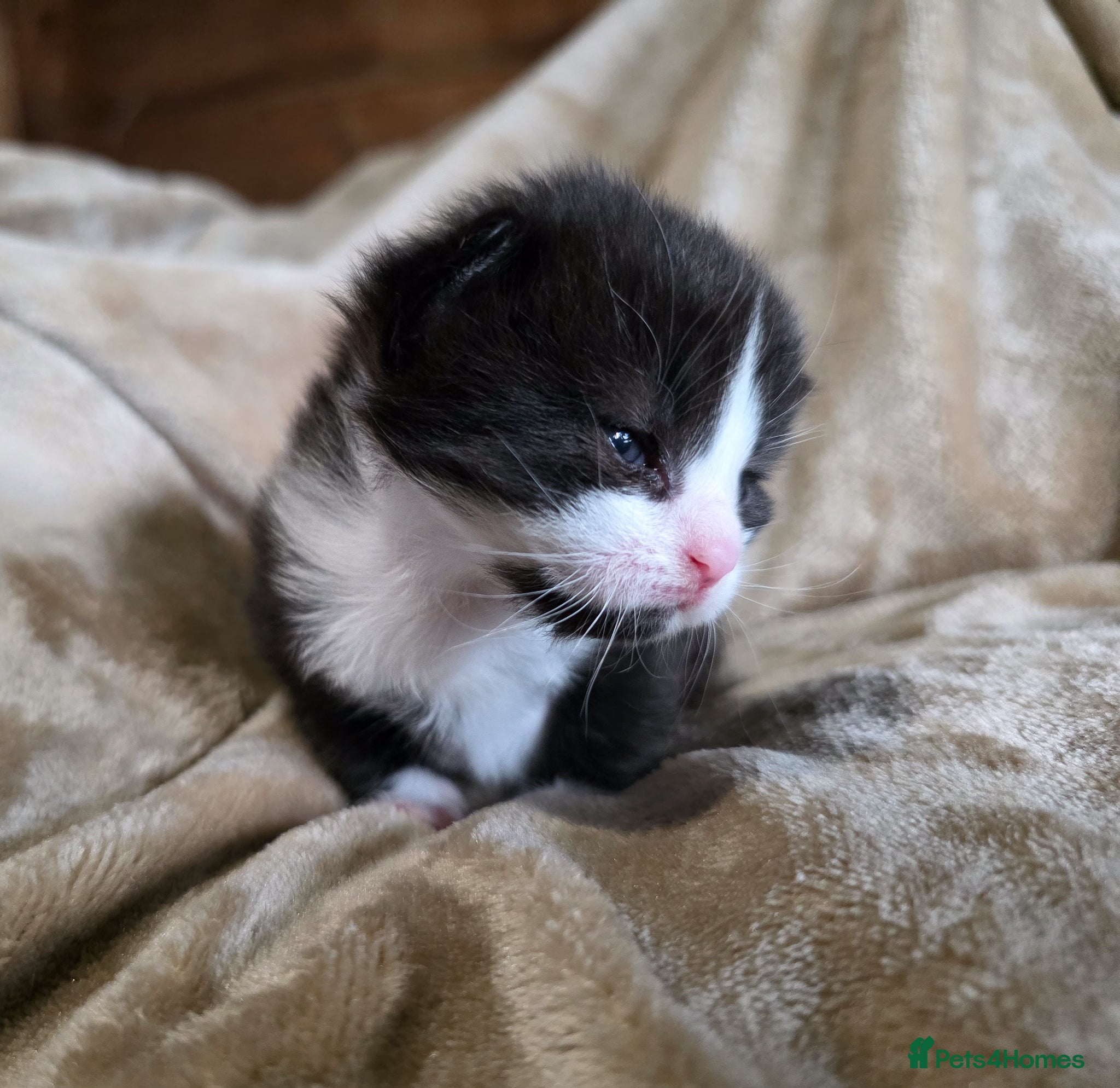 Mixed Breed cats for sale: Tabby farm kittens  - Advert 17