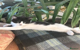 Mixed Breed cats for sale: 2 beautiful kittens  - Image 1