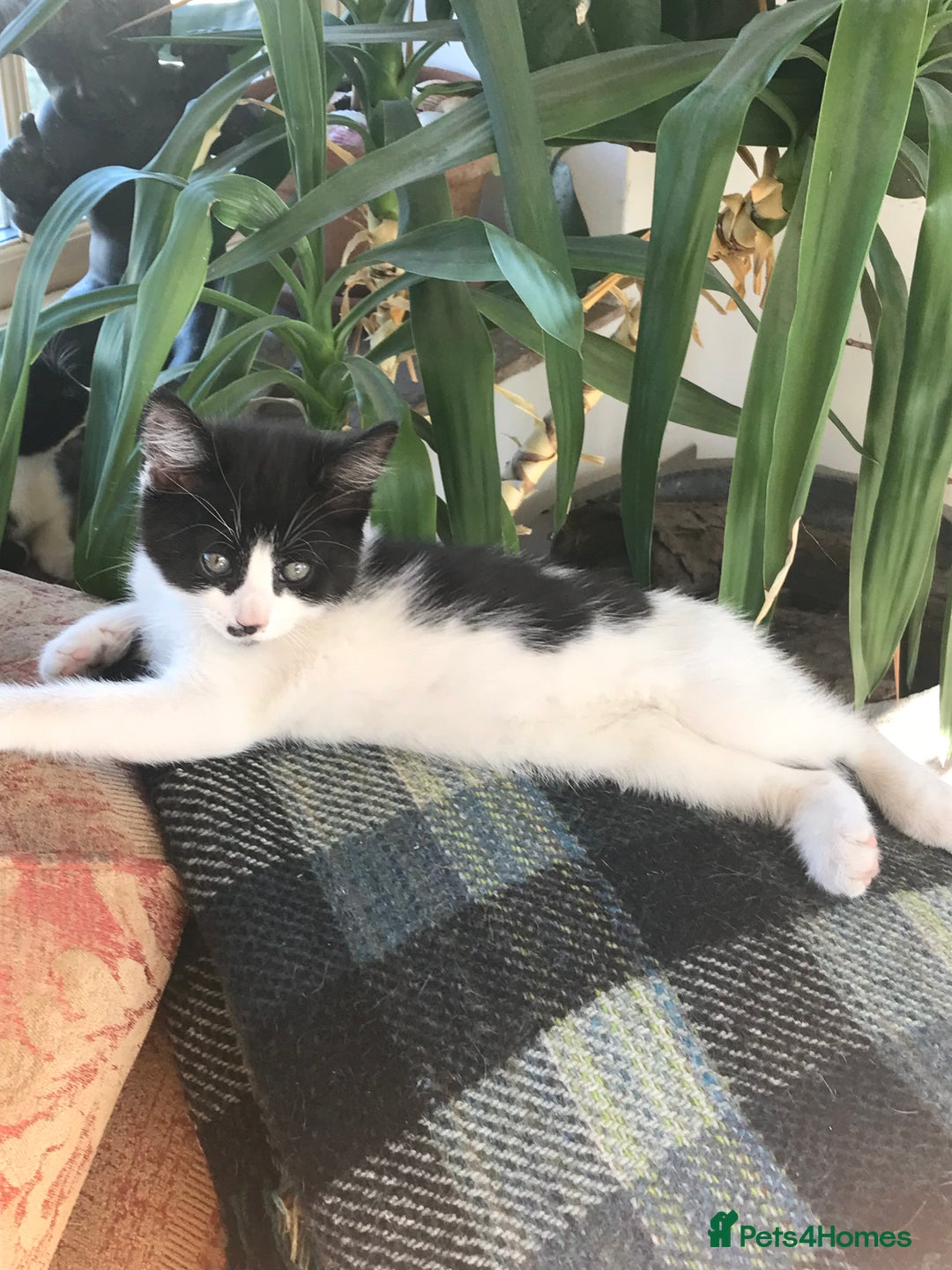 Mixed Breed cats for sale: 2 beautiful kittens  - Image 1