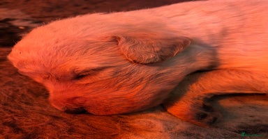 Labradoodle dogs - Advert 8