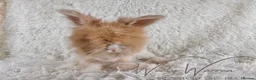 Angora rabbits for sale: FULLY VACCINATED ANGORA BROTHERS  - Advert 16