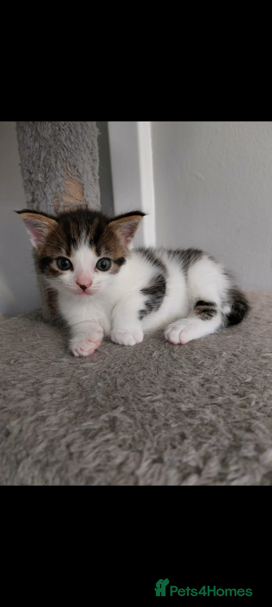 Mixed Breed cats for sale: 2 beautiful mixed kittens for sale  - Advert 5