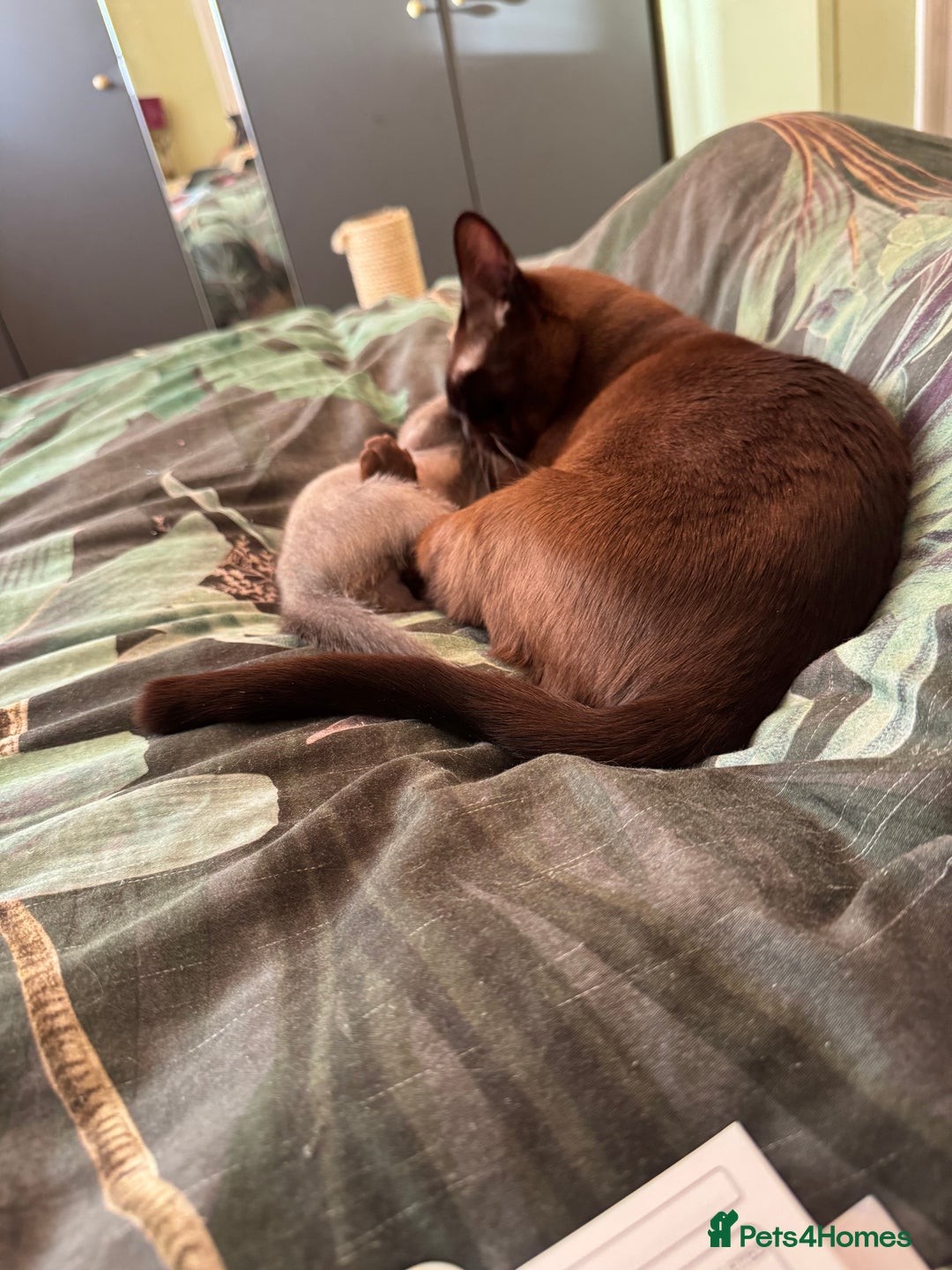 Burmese cats for sale: Burmese Kittens For Sale - Advert 1
