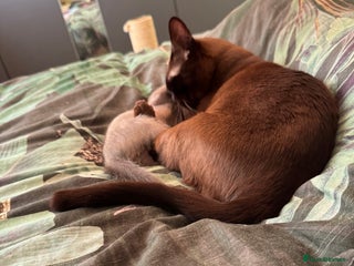 Burmese cats for sale: Burmese Kittens For Sale - Advert 1