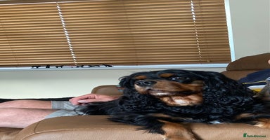 Cavalier King Charles Spaniel dogs - Advert 4