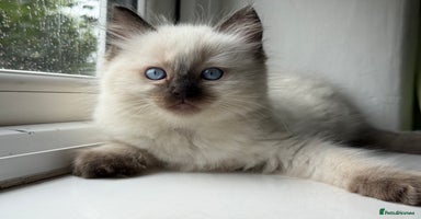 Ragdoll cats - Advert 20