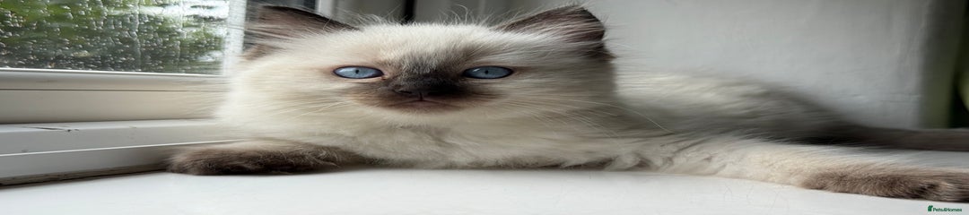 Ragdoll Kitten 3