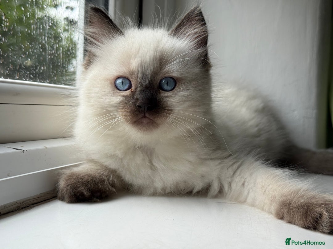 Ragdoll cats for sale: Loving Ragdoll kittens - Image 3