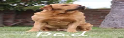 Labrador Retriever dogs for sale: Last Fox Red KC REG Labrador Girl Available £800 - Advert 5