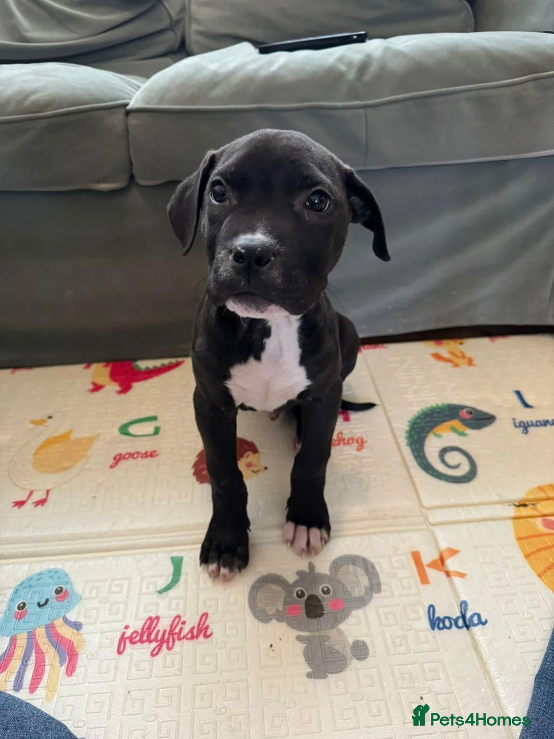 Mastiff dogs for sale: Mastiff puppy for sale  in Northampton - Advert 1