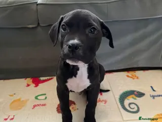 Mastiff dogs Mastiff puppy for sale in Northampton - Advert 1