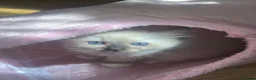 Ragdoll cats for sale: Stunning ragdoll kittens - Advert 8