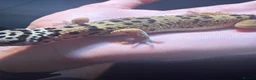 Leopard Gecko reptiles for sale: Normal Leopard Gecko - Advert 5