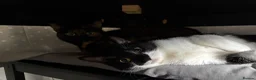 British Shorthair cats for sale: 2 female cats both spayed PRICE NEGOTIABLE  - Advert 34