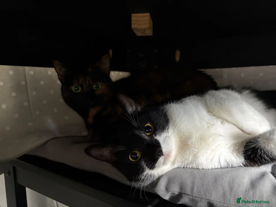 British Shorthair cats for sale: 2 female cats both spayed PRICE NEGOTIABLE  - Advert 34