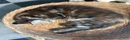Maine Coon cats for sale: Maine Coon kittens - Advert 11