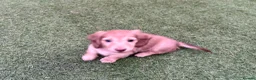 Miniature Dachshund dogs for sale: Champion Line KC Mini Longhair Dachshund Pups - Advert 10