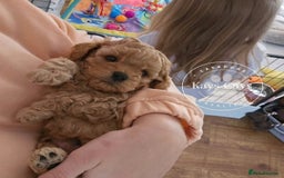 Cavapoo dogs for sale: F1B Cavapoo puppies DUE 4 Aug.DNA hereditory clear - Image 7