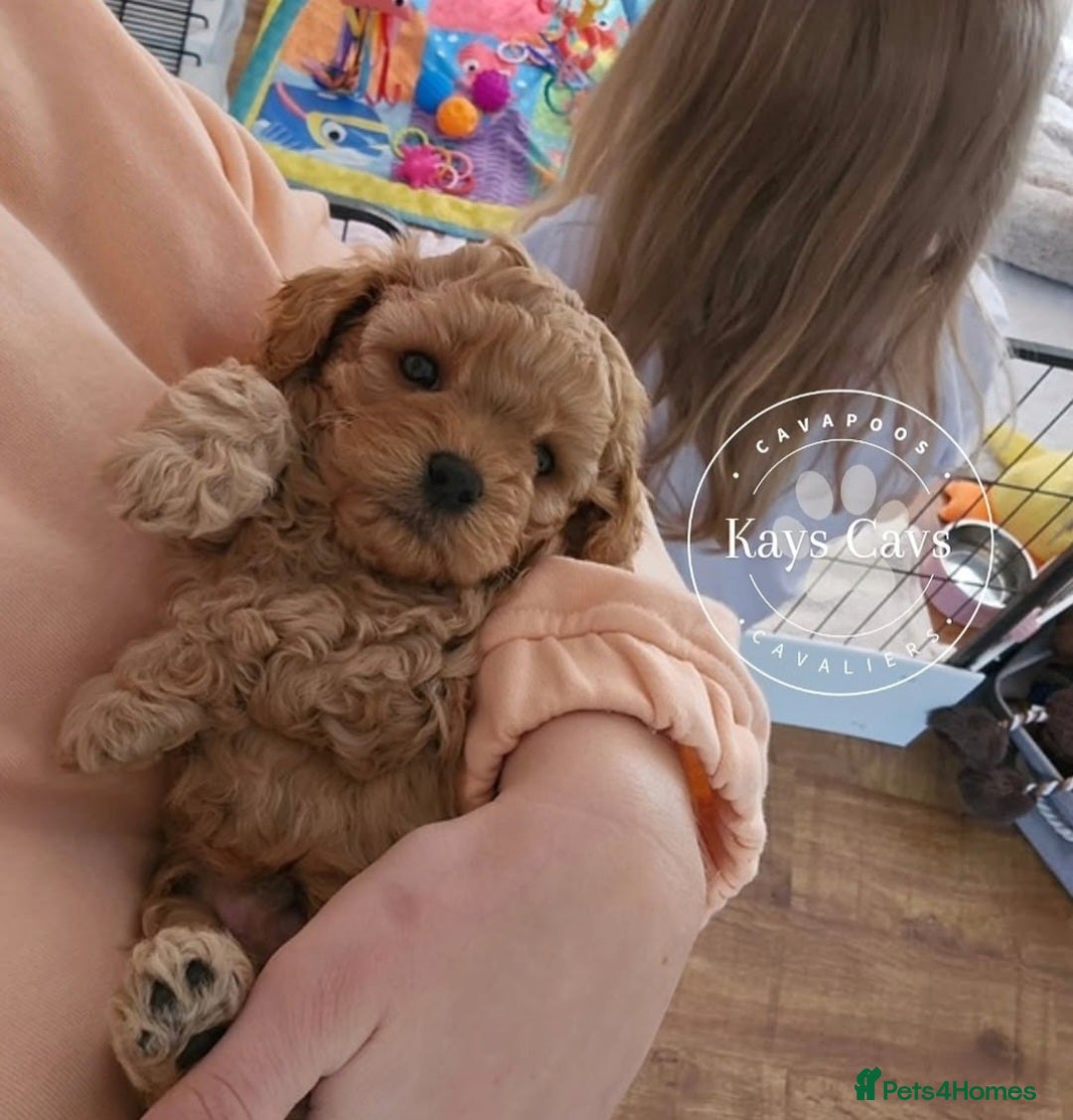 Cavapoo dogs for sale: F1B Cavapoo puppies DUE 4 Aug.DNA hereditory clear - Image 7