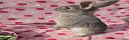 Mixed Breed reptiles for sale: very tame Blue fawn plush mini lop bunnies 4 left - Advert 7