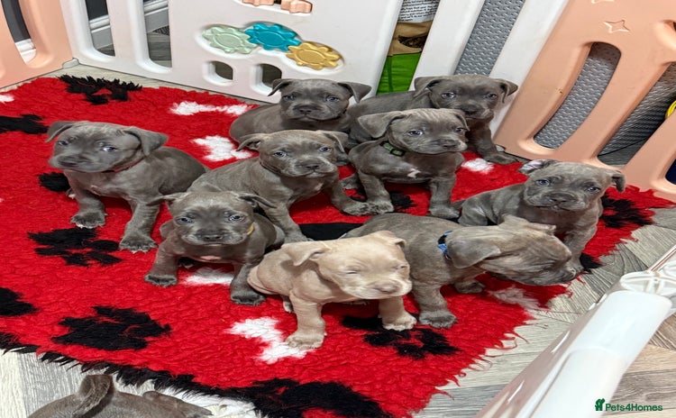 Mixed Breed dogs - Advert 1