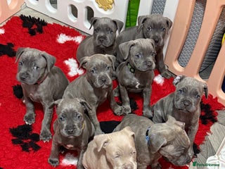 Mixed Breed dogs staffy x cane corso - Advert 17