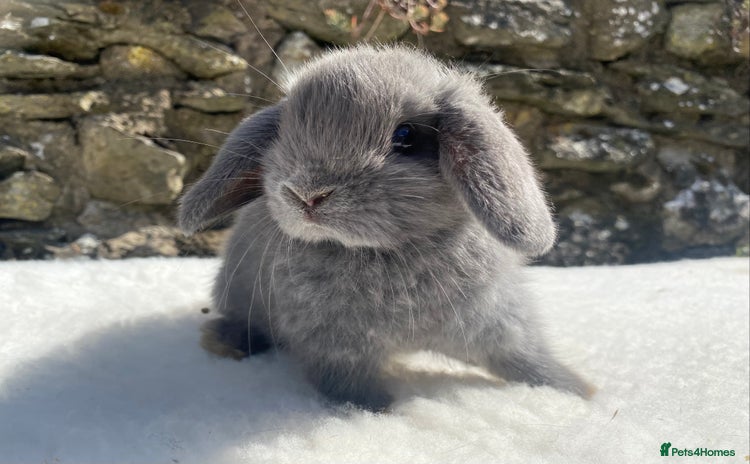 Mini Lop rabbits - Advert 11