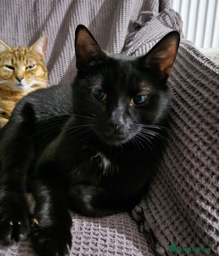 Domestic Shorthair cats Black female cat  - Advert 9