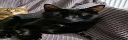 Domestic Shorthair cats for sale: Black female cat  - Advert 1