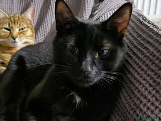 Domestic Shorthair cats Black female cat - Advert 3