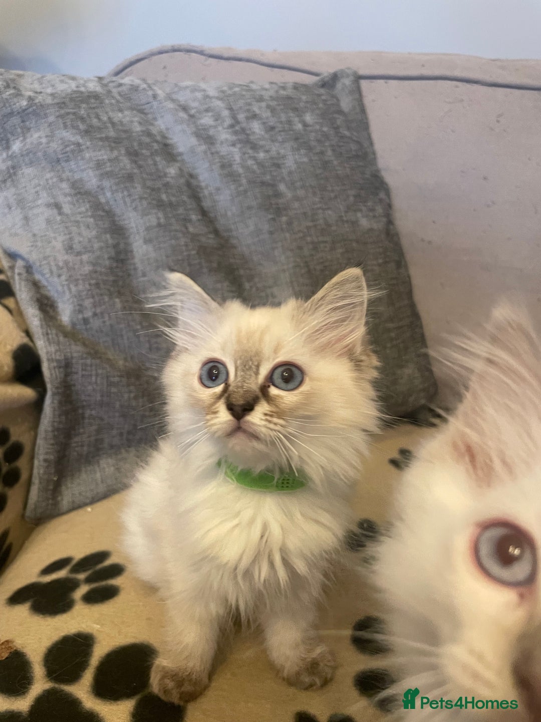 Ragdoll cats for sale: Ragdoll kittens ready now 3 boys 1 girl available  - Image 4