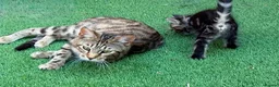 Bengal cats for sale: Bengal X Maine Coon Kittens  in Lyme Regis - Advert 17