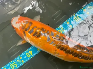 Koi Carp fish Shusui £90. Chagoi £80 Ghost £50 - Advert 1