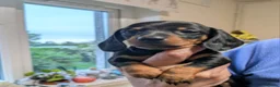 Miniature Dachshund dogs for sale: 🐶 Dachshund babies 🐶 in Alfreton - Advert 5