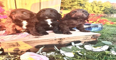 Sprocker dogs - Advert 12