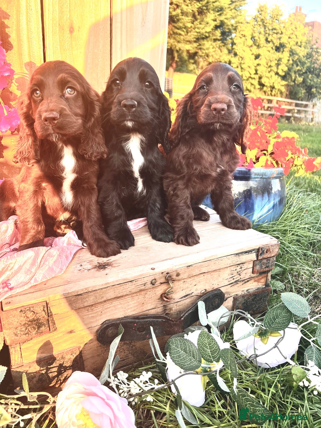 Sprocker dogs for sale: Quality Sprocker Spaniels last Black Boy ! - Image 2