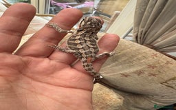 Bearded Dragon reptiles for sale: Female bearded dragon - Image 3