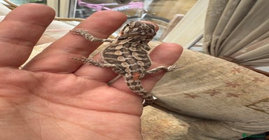 Bearded Dragon reptiles - Advert 11