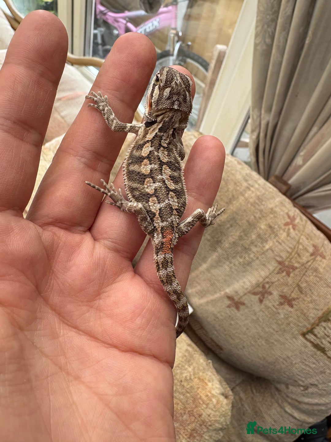 Bearded Dragon reptiles for sale: Female bearded dragon - Image 3