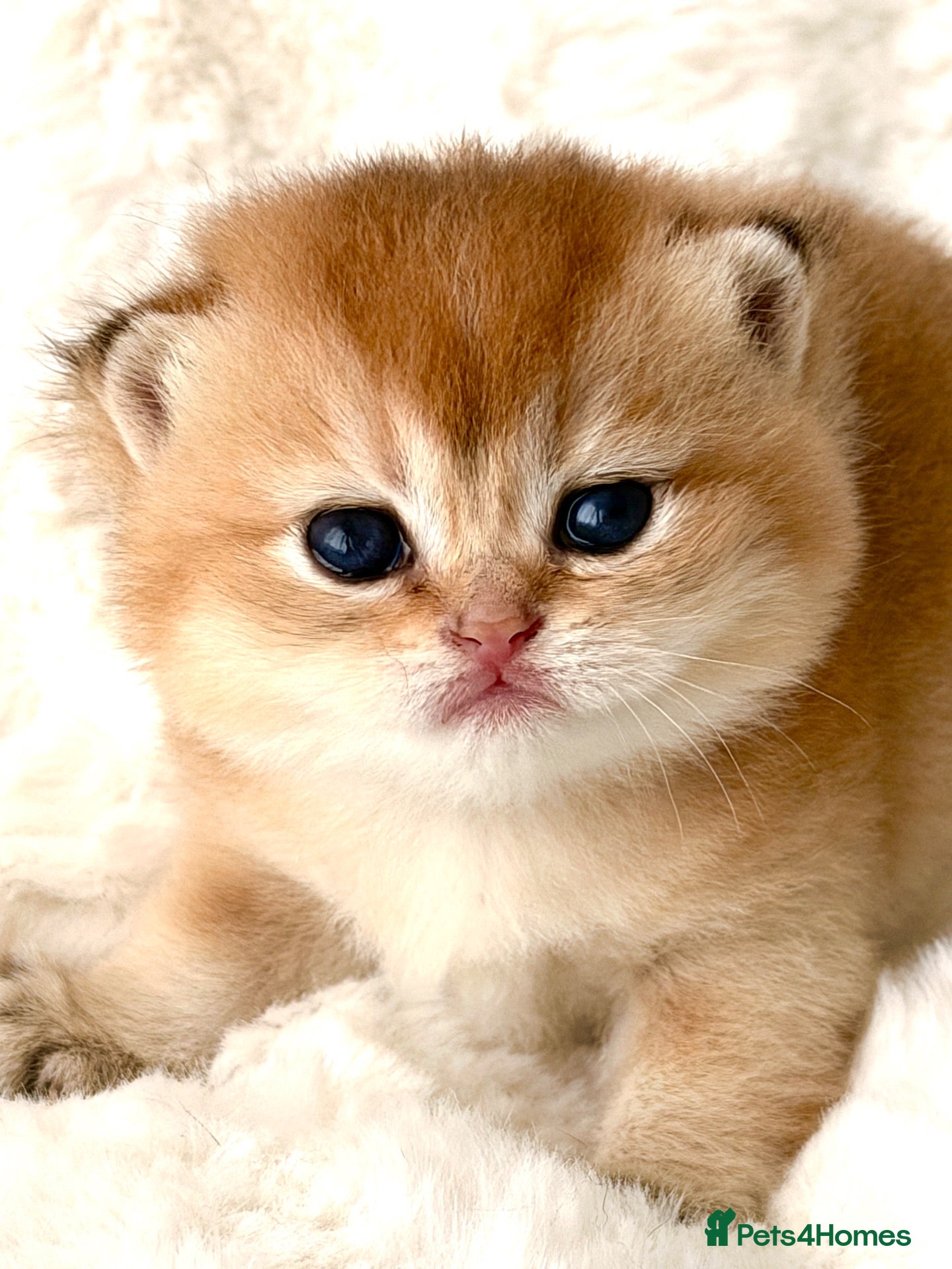 British Shorthair cats BSH golden kittens show quality TICA reg - Advert 1