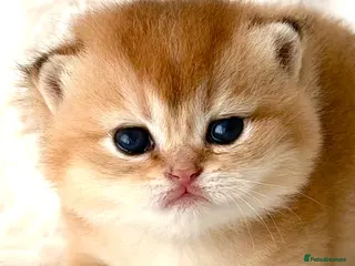 British Shorthair cats BSH golden kittens show quality TICA reg - Advert 2